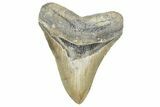 Serrated, Fossil Megalodon Tooth - North Carolina #368431-1